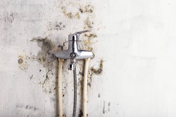 Best Mold Testing and Inspection Services in Viera East, FL