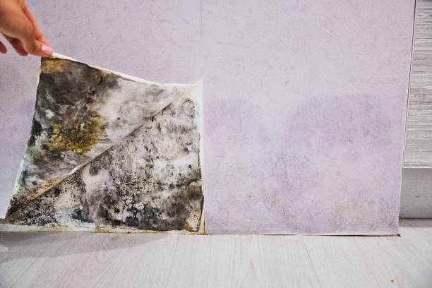 Best Industrial Mold Remediation in Viera East, FL
